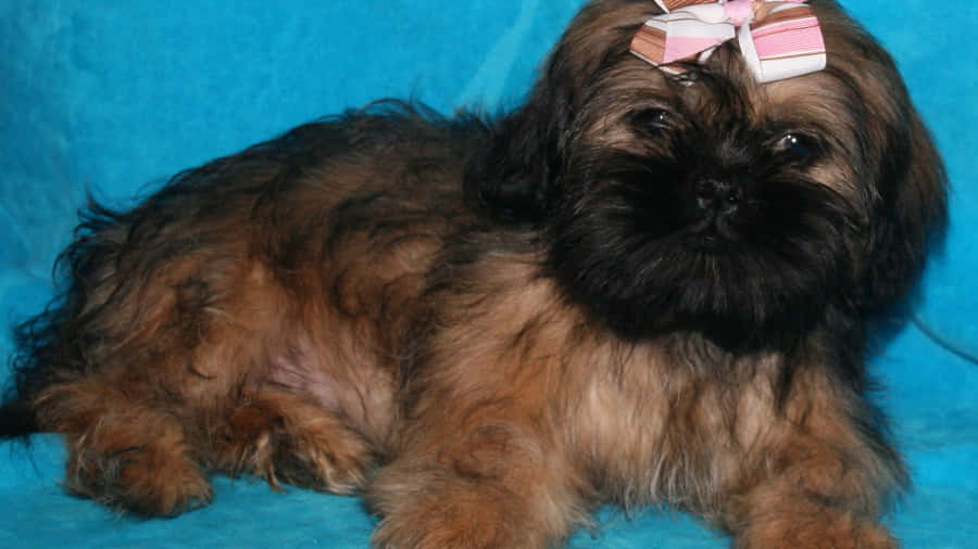 Shih Tzu Brown And Black Hair Wallpaper