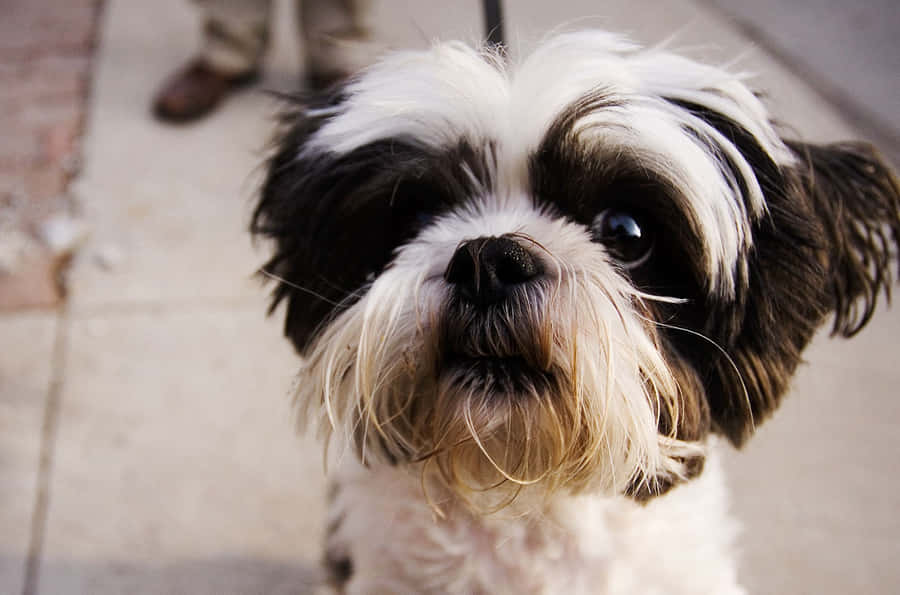 Shih Tzu Cute Look Wallpaper