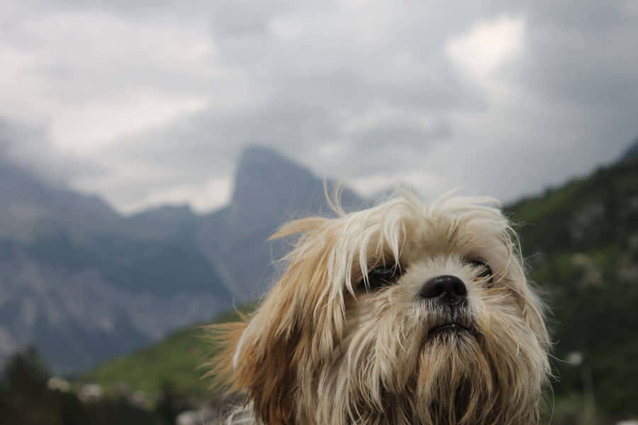 Shih Tzu In The Mountains Photo Wallpaper