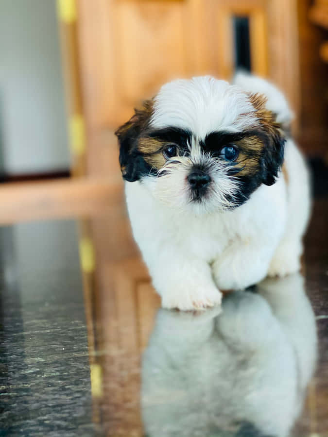 Shih Tzu Puppy Walking Towards Camera Wallpaper