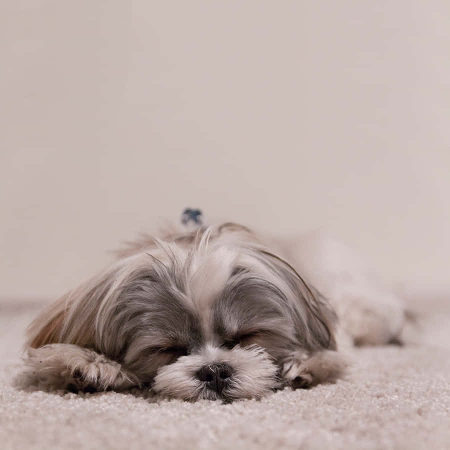 Shih Tzu Sleeping Cute Wallpaper