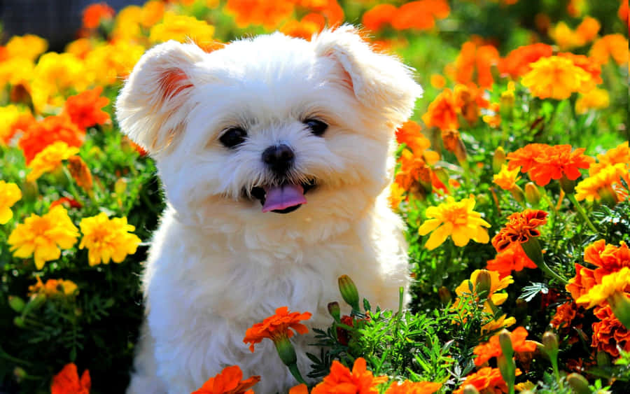 Shih Tzu Smiling In A Garden Of Flowers Wallpaper