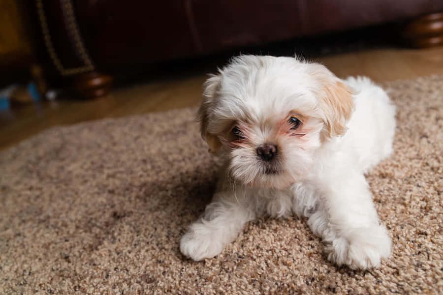 Shih Tzu White Haired Puppy Wallpaper