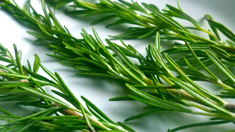 Shimmering Rosemary Sprigs Laid On A White Surface Wallpaper