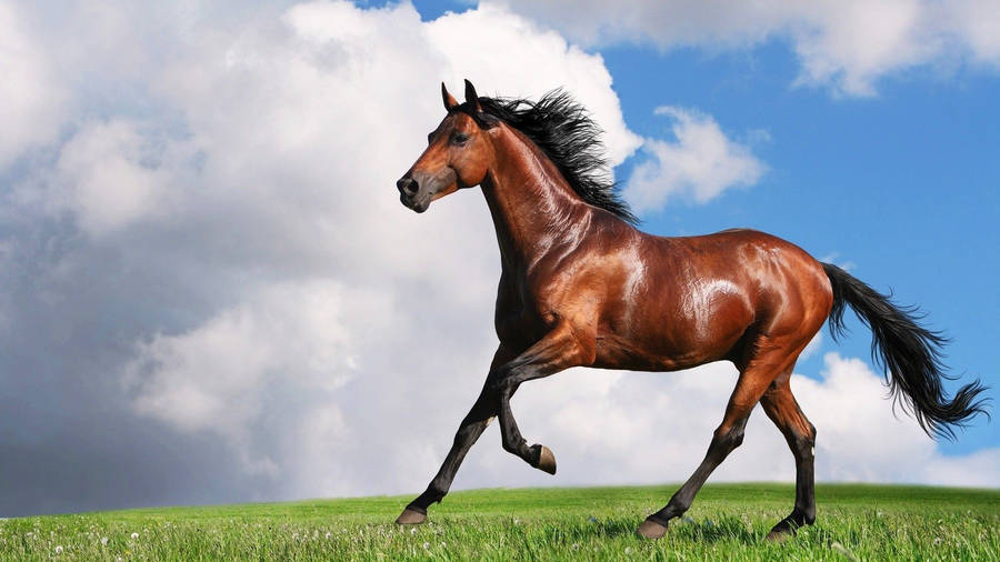 Shiny Brown Cute Horse Wallpaper