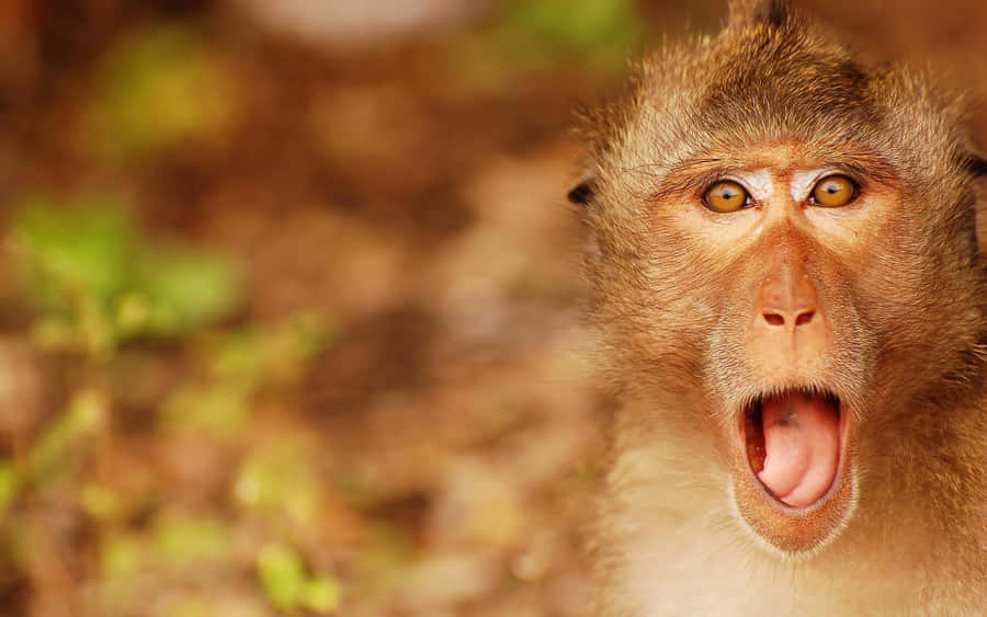 Shocked Cute Monkey Photo Wallpaper