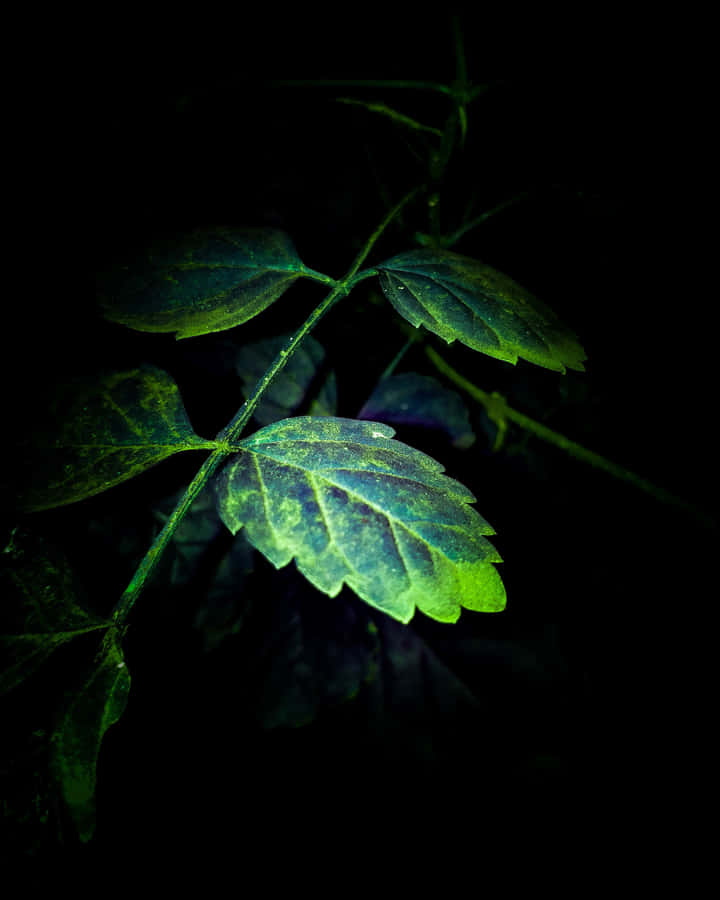 Show Off Your Style With A 4k Super Amoled Phone Wallpaper