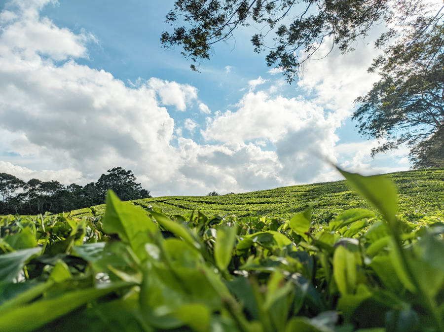 Sidamanik Tea Garden Wallpaper