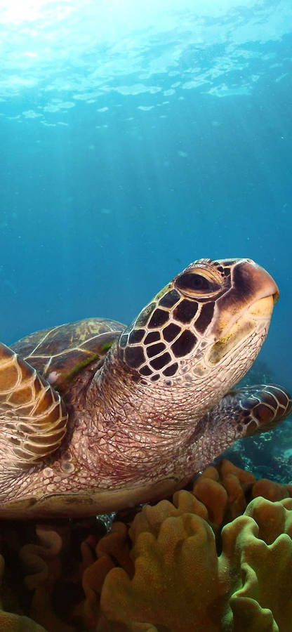 Side Looking Sea Turtle Iphone Wallpaper