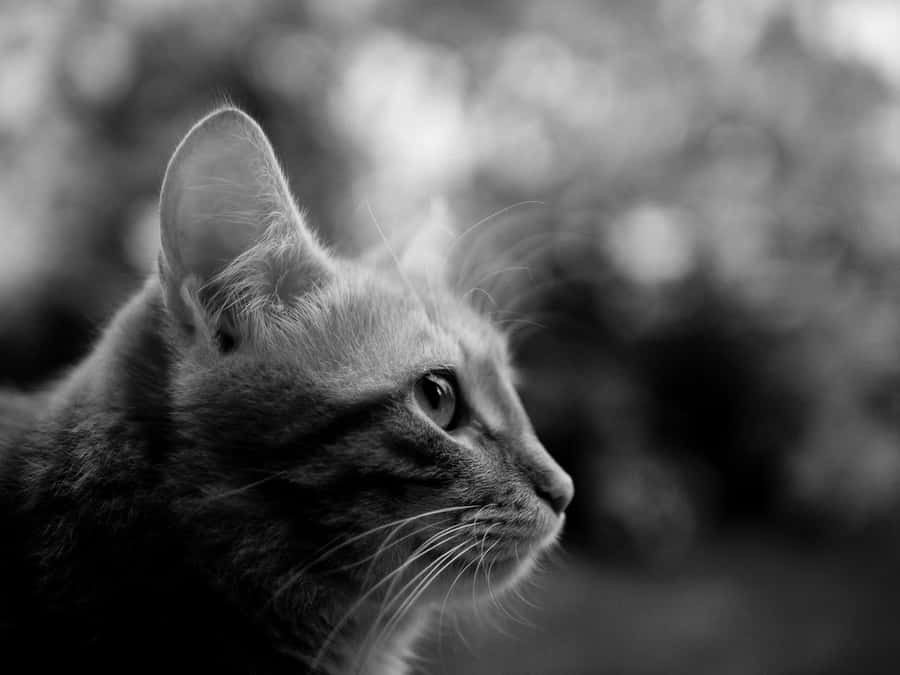 Side Profile Domesticated Cat Wallpaper