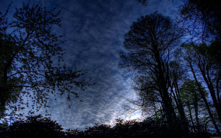 Silhouette Of Trees On A Beautiful Night Wallpaper