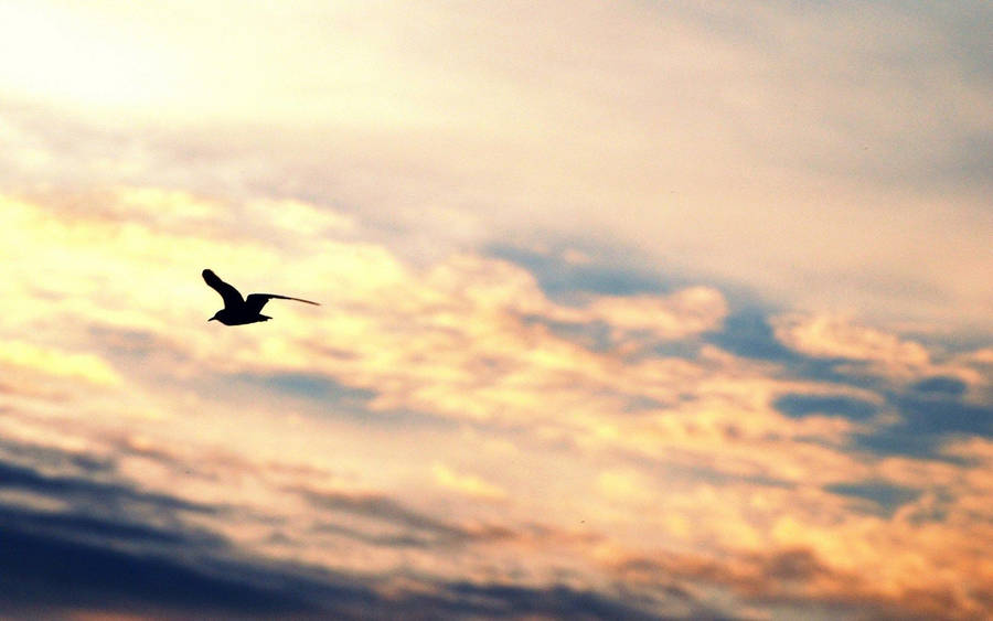 Silhouetted Birds Flying Over The Golden Sky Wallpaper