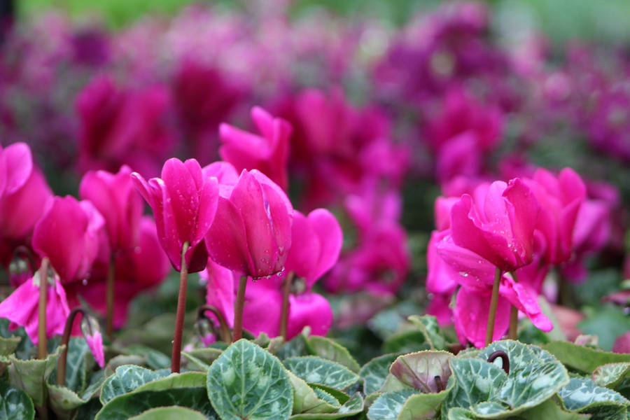 Silver Arrow Cyclamen Wallpaper