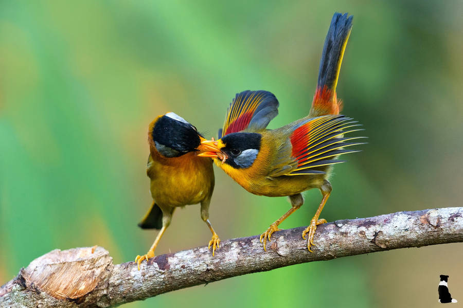 Silver-eared Mesia Birds Wallpaper