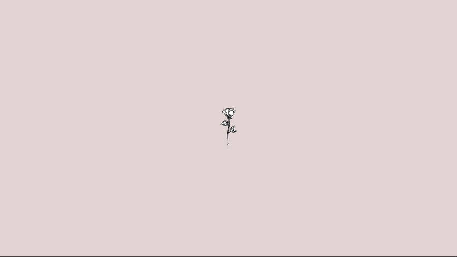 Simple Aesthetic Rose Wallpaper