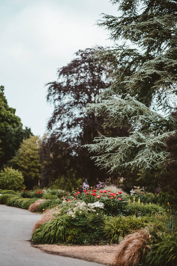 Simple Flower Garden With Trees Wallpaper