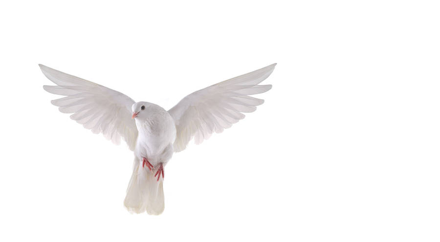 Simple Flying White Dove Bird Wallpaper