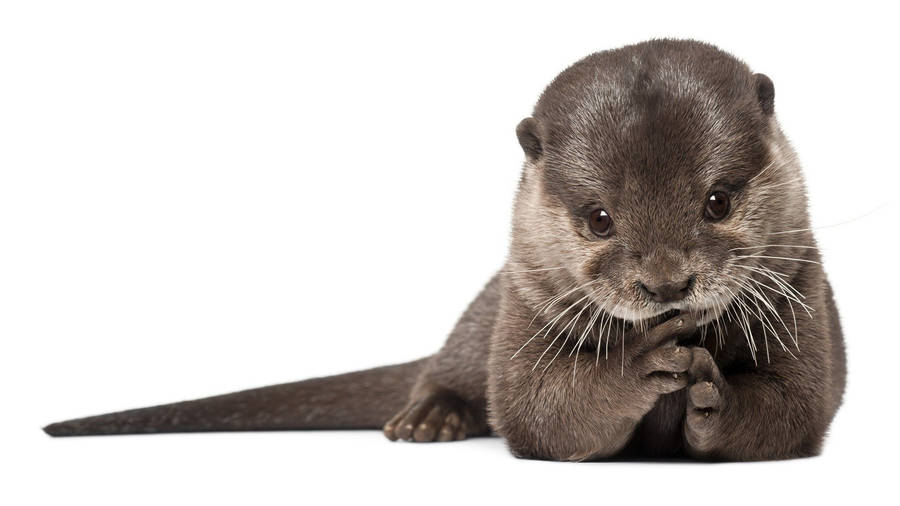 Simple Otter Portrait Wallpaper