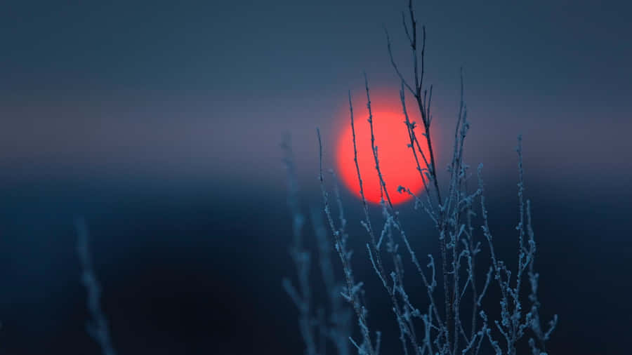Simple Winter Field Of Grass Red Sun Wallpaper