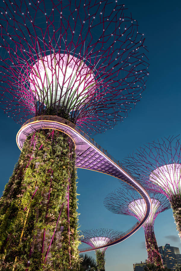 Singapore Garden Supertrees Wallpaper