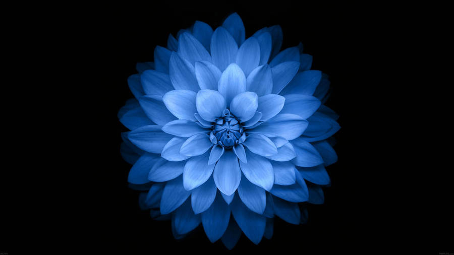 Single Blue Dahlia Dark Hd Flowers Wallpaper