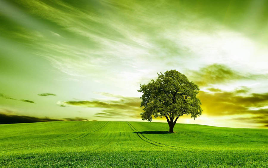 Single Green Tree Wallpaper