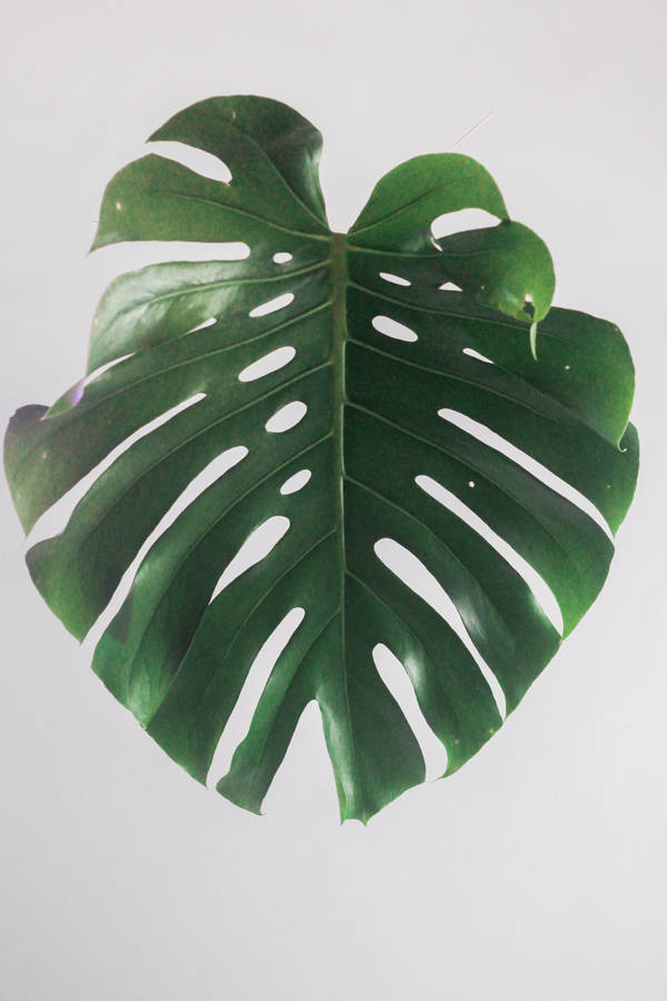 Single Philodendron Leaf Wallpaper