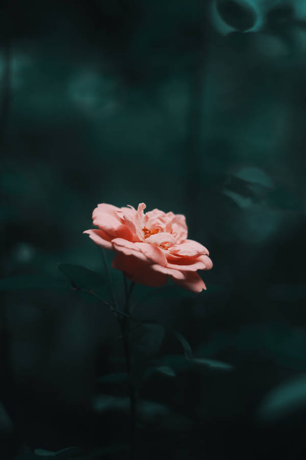 Single Pink Rose Hd Wallpaper