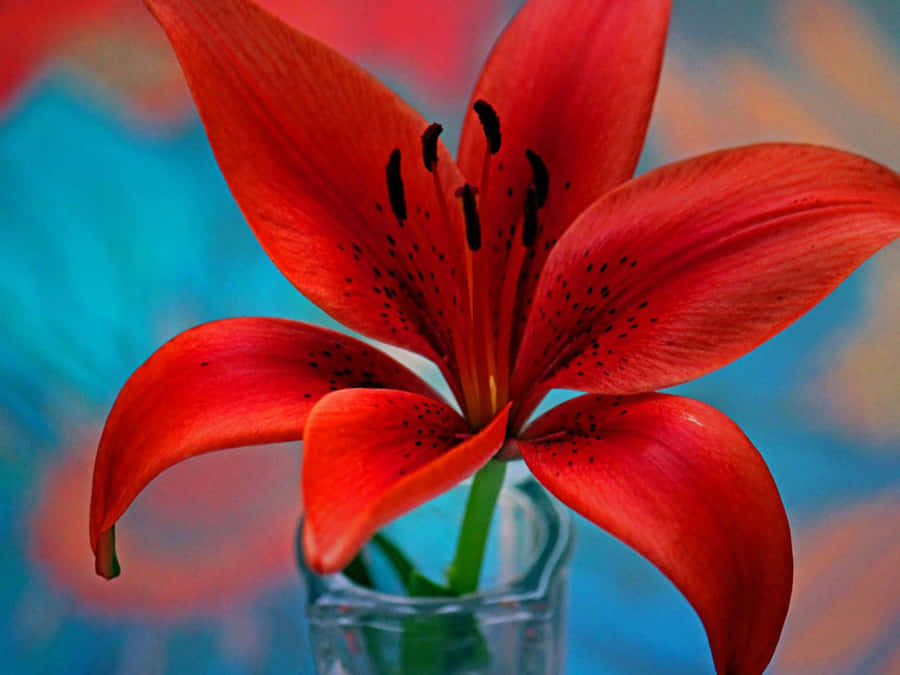 Single Red Lily Flower Wallpaper