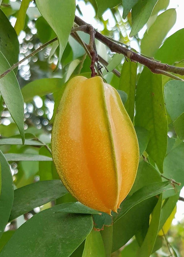 Single Star Fruit Hanging In Nature Wallpaper