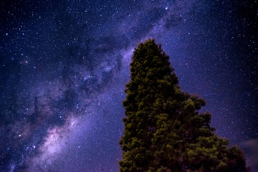 Single Tree Under The Milky Way Wallpaper