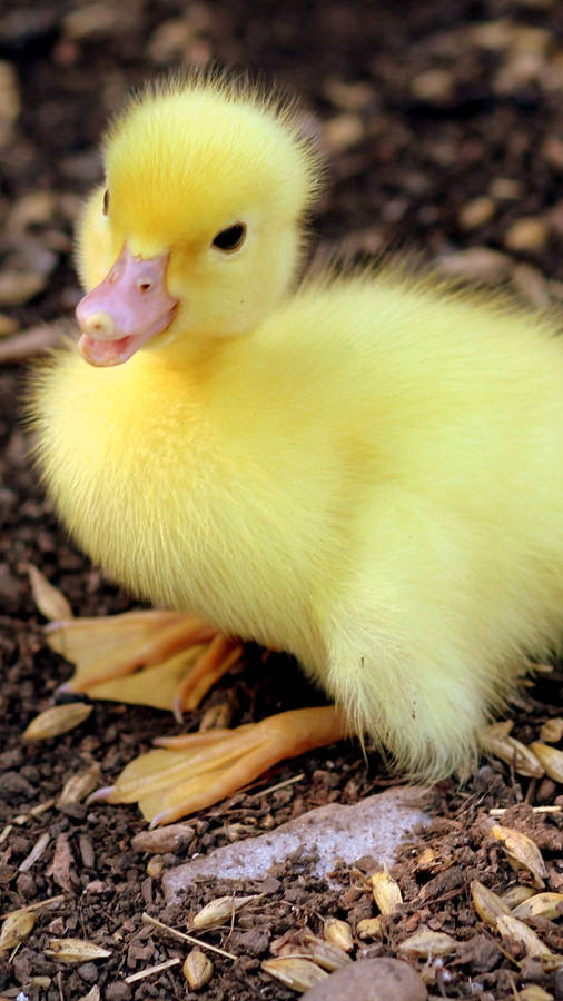 Sitting Baby Duck Wallpaper