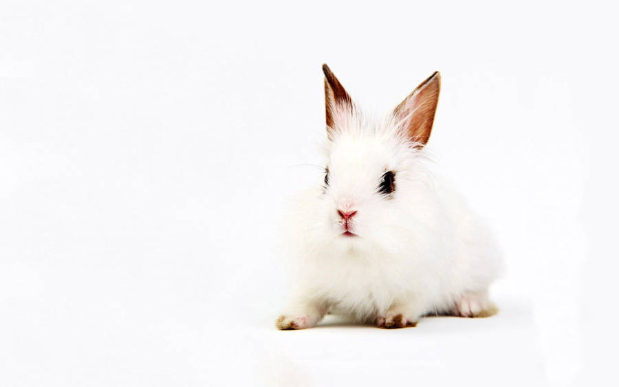 Sitting Cute White Rabbit Wallpaper