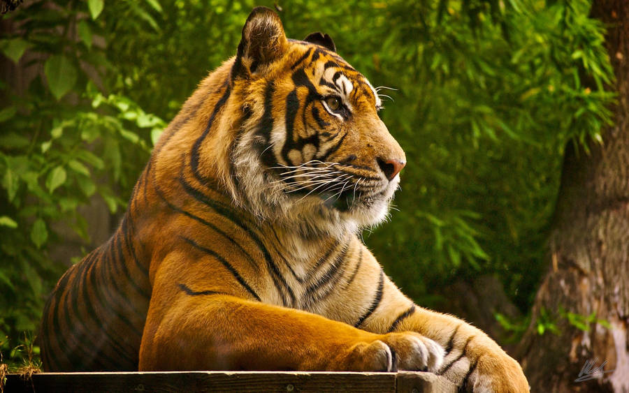 Sitting Sumatran Tiger Portrait Wallpaper
