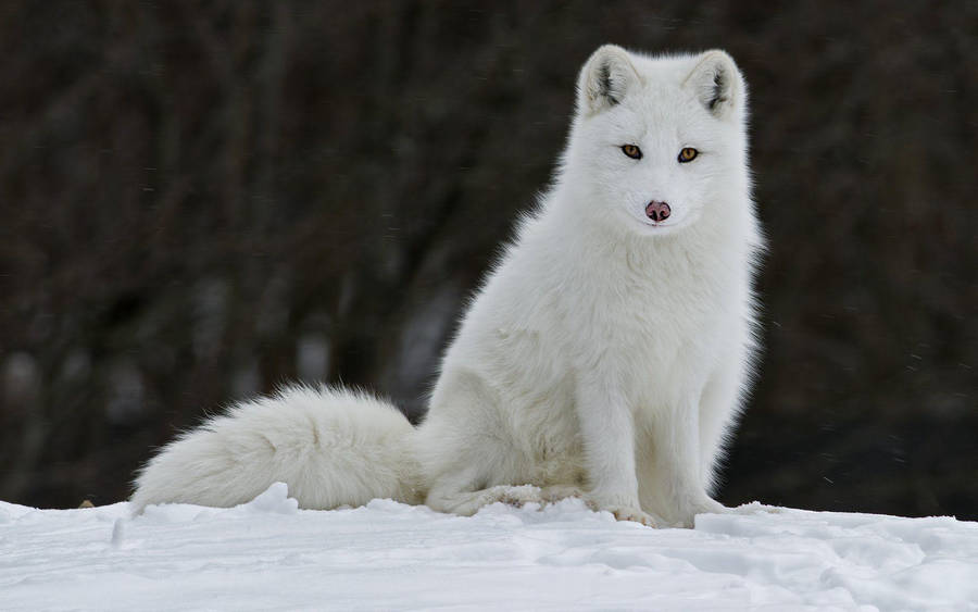 Sitting Tall White Fox Wallpaper