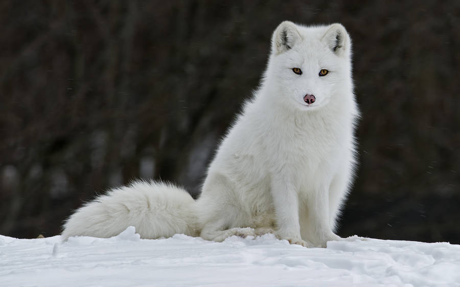 Sitting Wild Arctic Fox Wallpaper