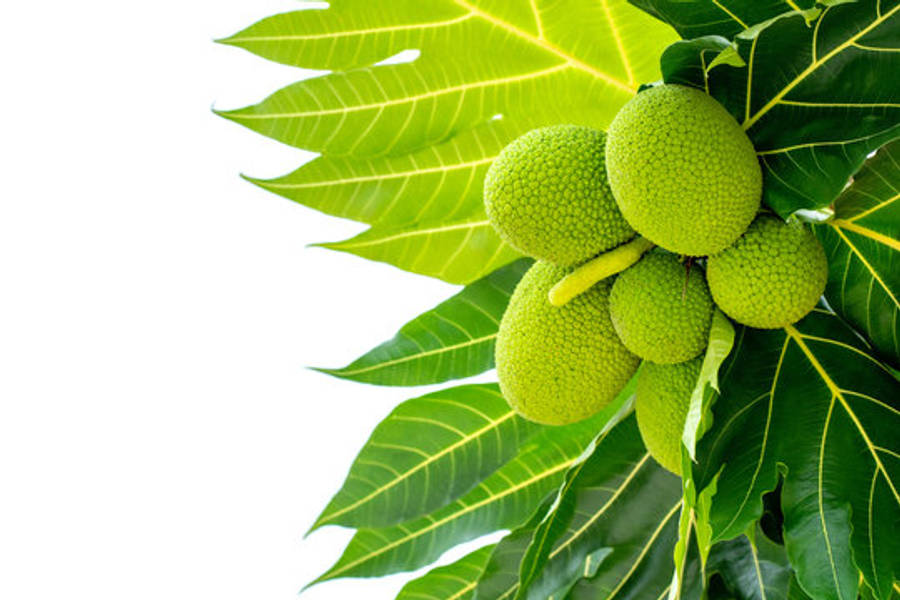 Six Breadfruit On A Branch Wallpaper