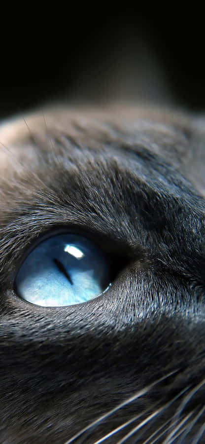 Sky Blue Cat Eyes Closed Up Wallpaper