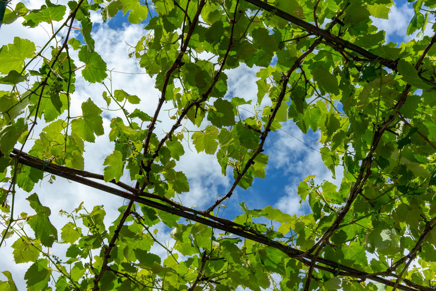 Sky Blue Texture Tree Wallpaper