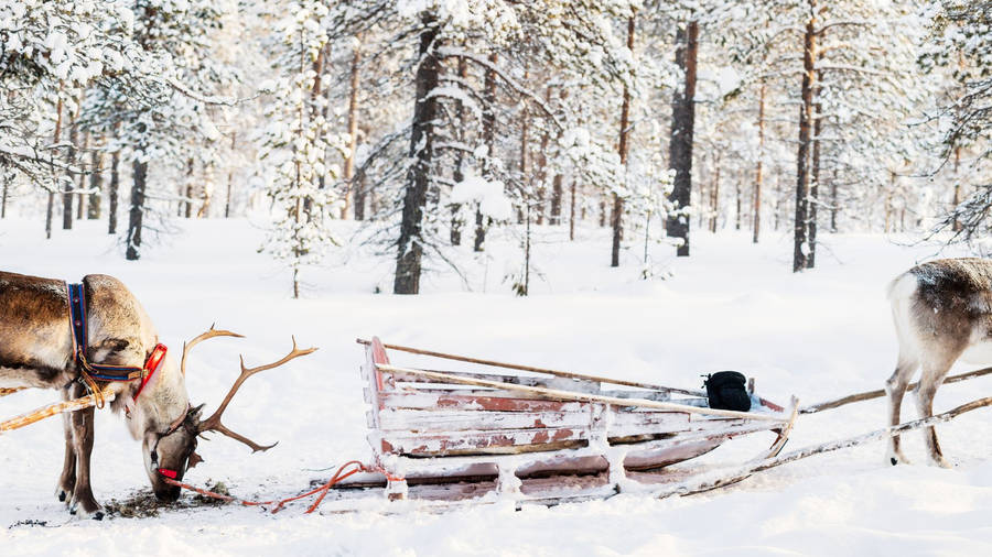 Sledding With Reindeers Wallpaper