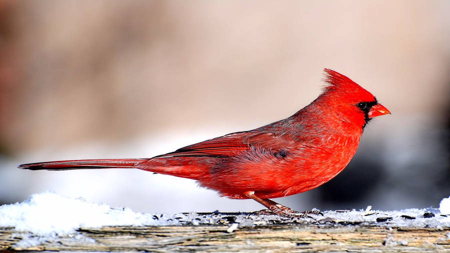 Sleek Cardinal Wallpaper