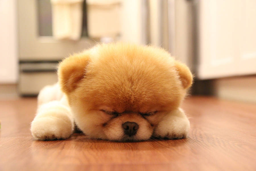 Sleeping Baby Chowchow Dog Wallpaper