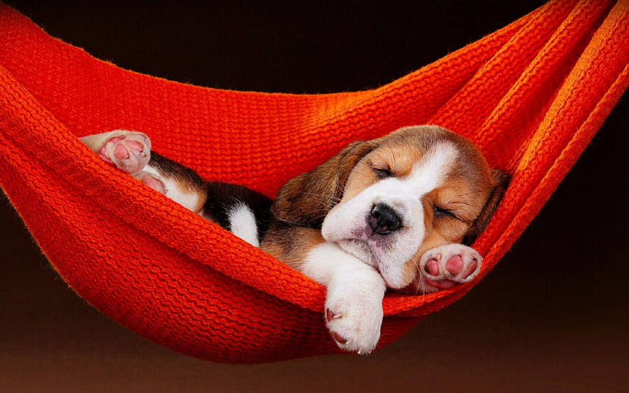 Sleeping Beagle Dog On Red Hammock Wallpaper