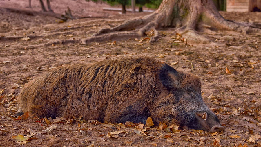 Sleeping Carpathian Wild Boar Wallpaper