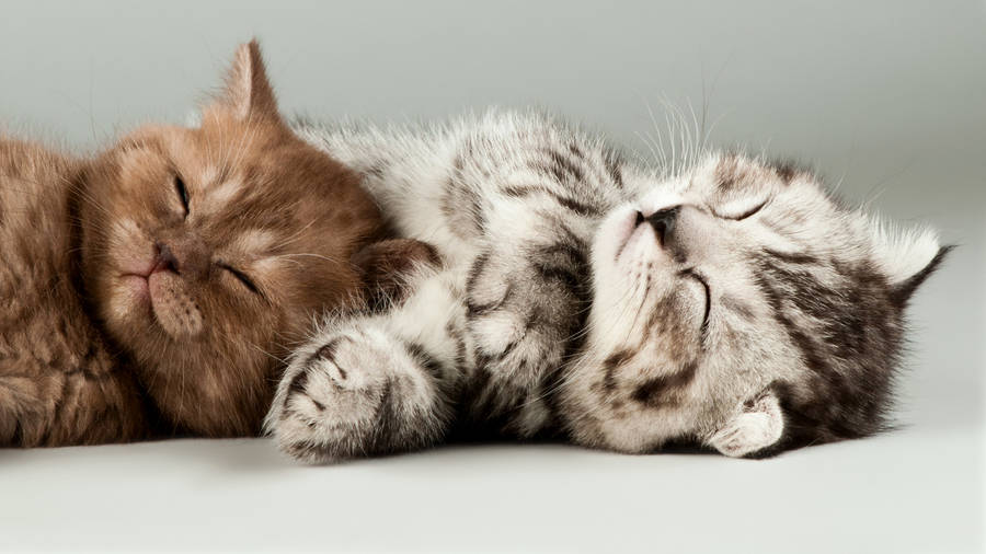 Sleeping Cute Cat Hd Wallpaper