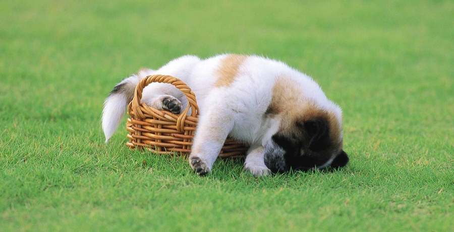 Sleeping Dog In The Field Wallpaper