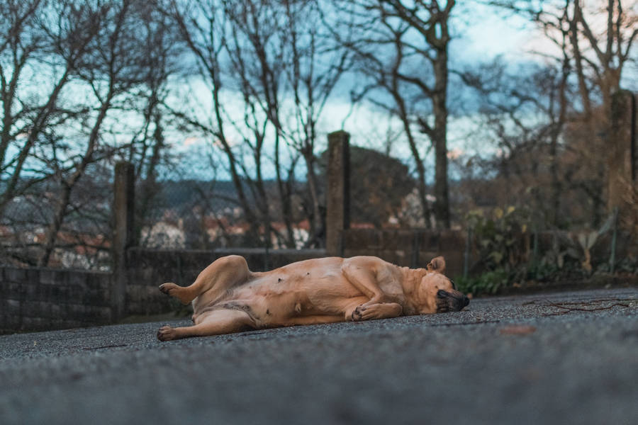 Sleeping Dog On The Street Wallpaper