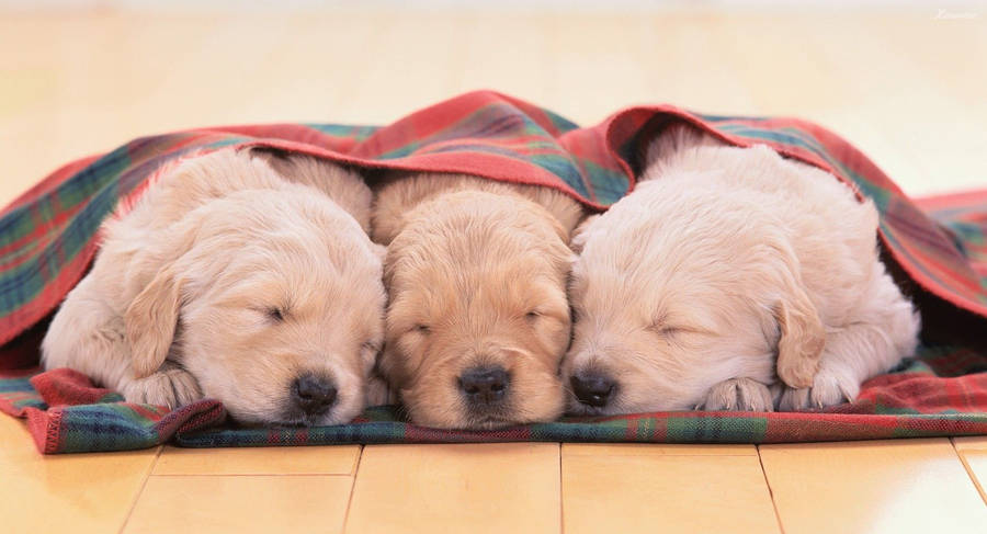 Sleeping Golden Retriever Dogs With Checkered Blanket Wallpaper