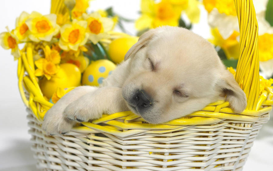 Sleeping Labrador Puppy On Yellow Easter Basket Wallpaper