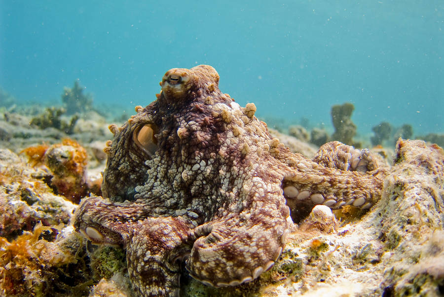 Sleeping Octopus Underwater Wallpaper